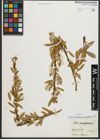 Foto von Salix triandra subsp. amygdalina (L.) Schübl. & G. Martens